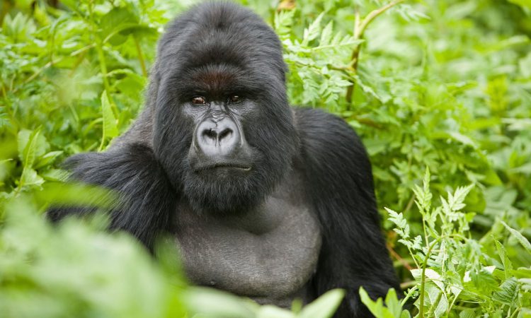 5 Best itinerary ideas for 16 days Rwanda wildlife safari vacation